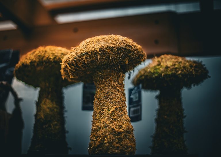 Stylish Ways to Incorporate Nature into Your Home Decor